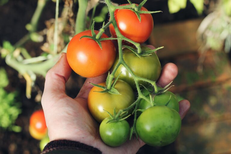hand hold green and red tomatoes_environmental justice
