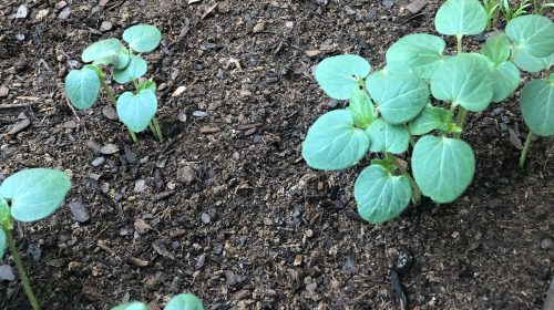 seedlings in garden for environmental justice